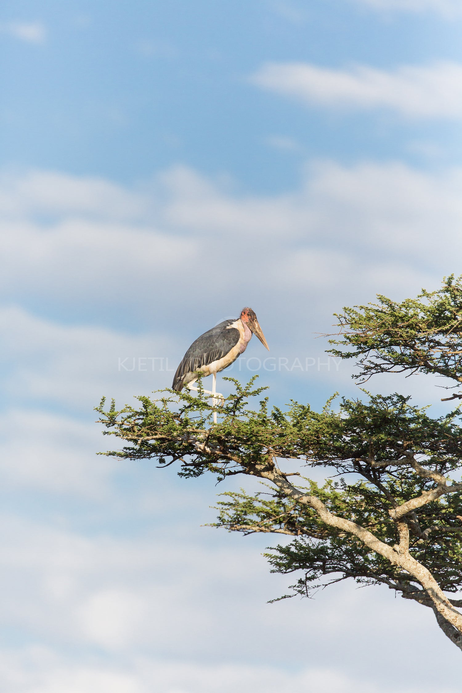 Stork in tree