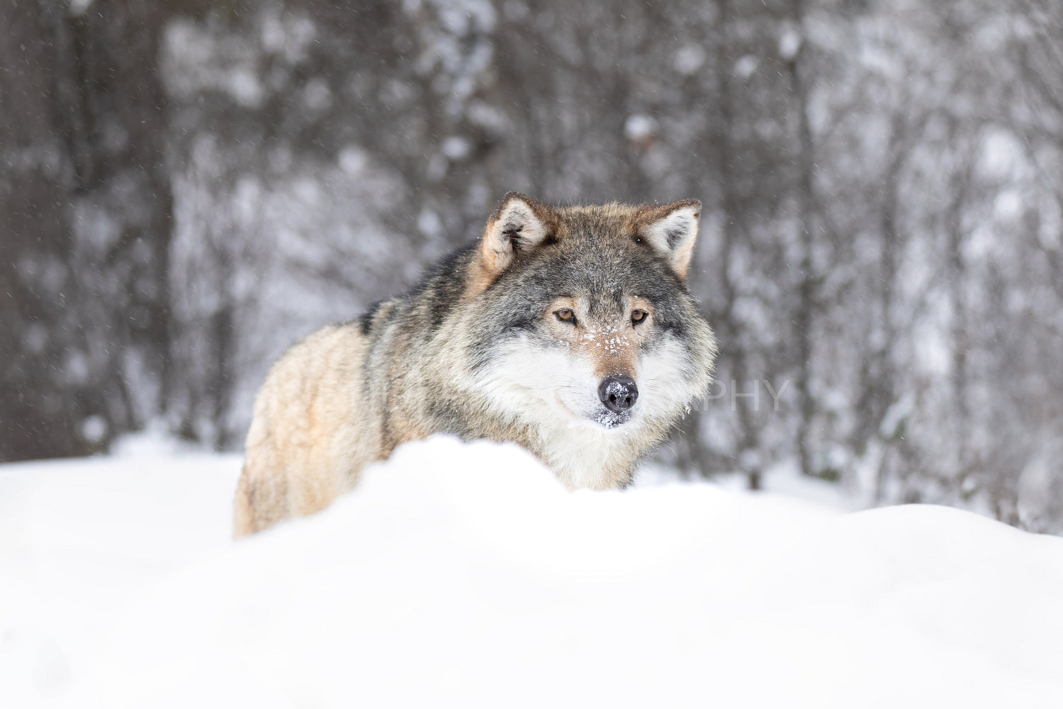 Elegant Wolf in Snowfall Capturing the Essence of Wild Nordic Nature