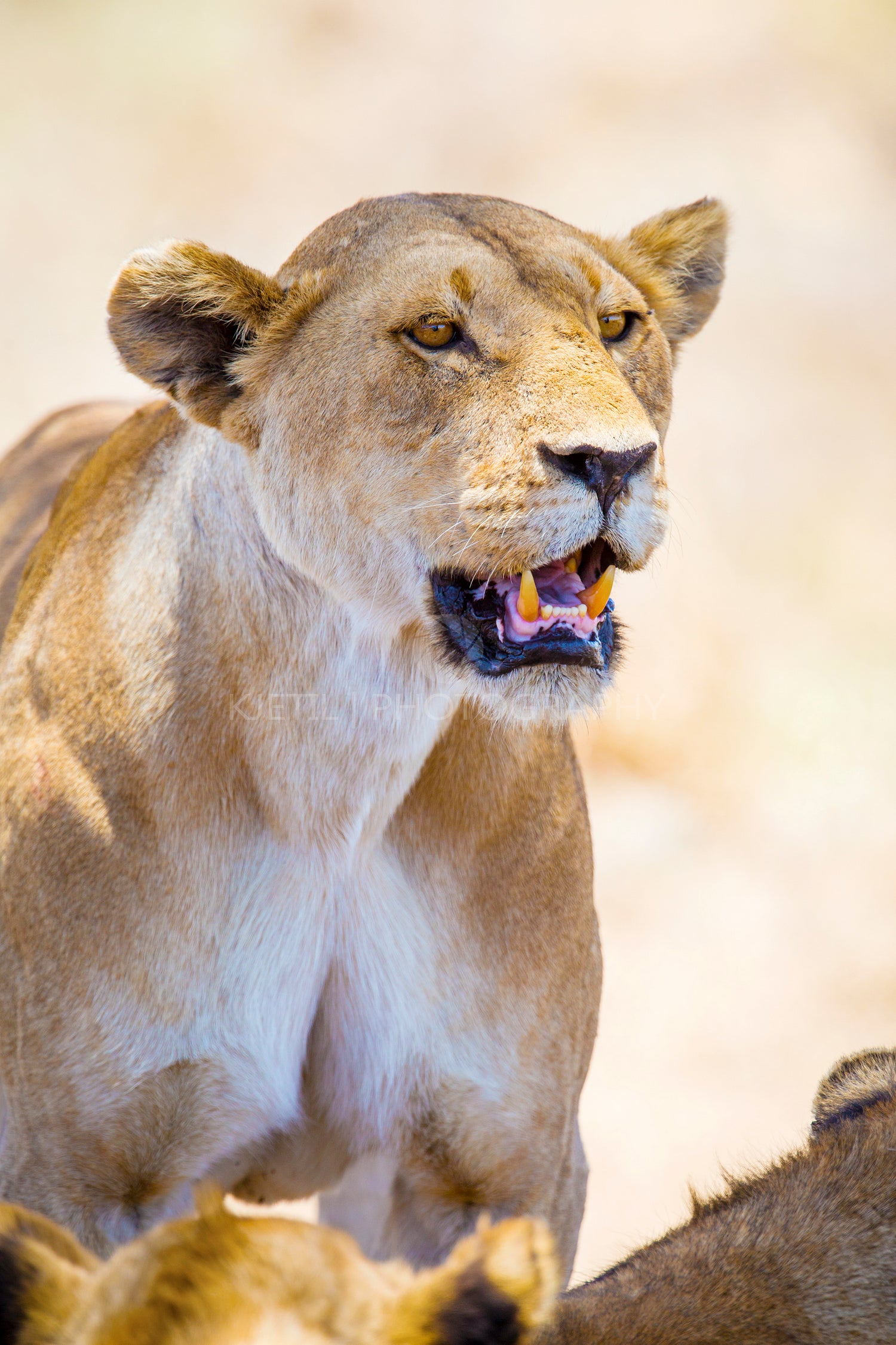 Close up of one large wild lioness in Africa