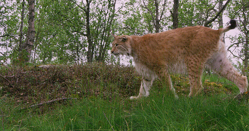 Focused old european lynx walking in the forest at summer