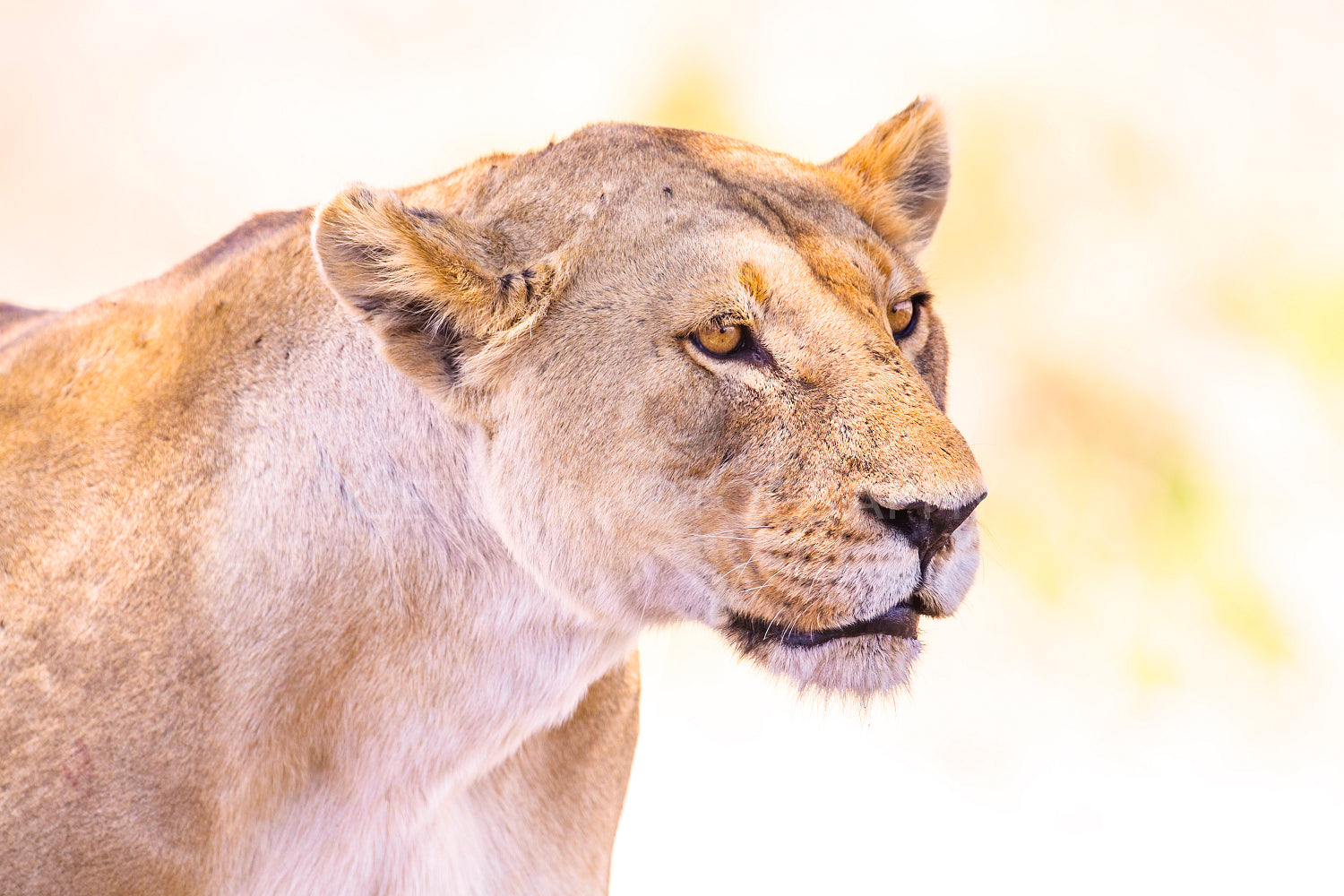 Close up of one large wild lioness in Africa