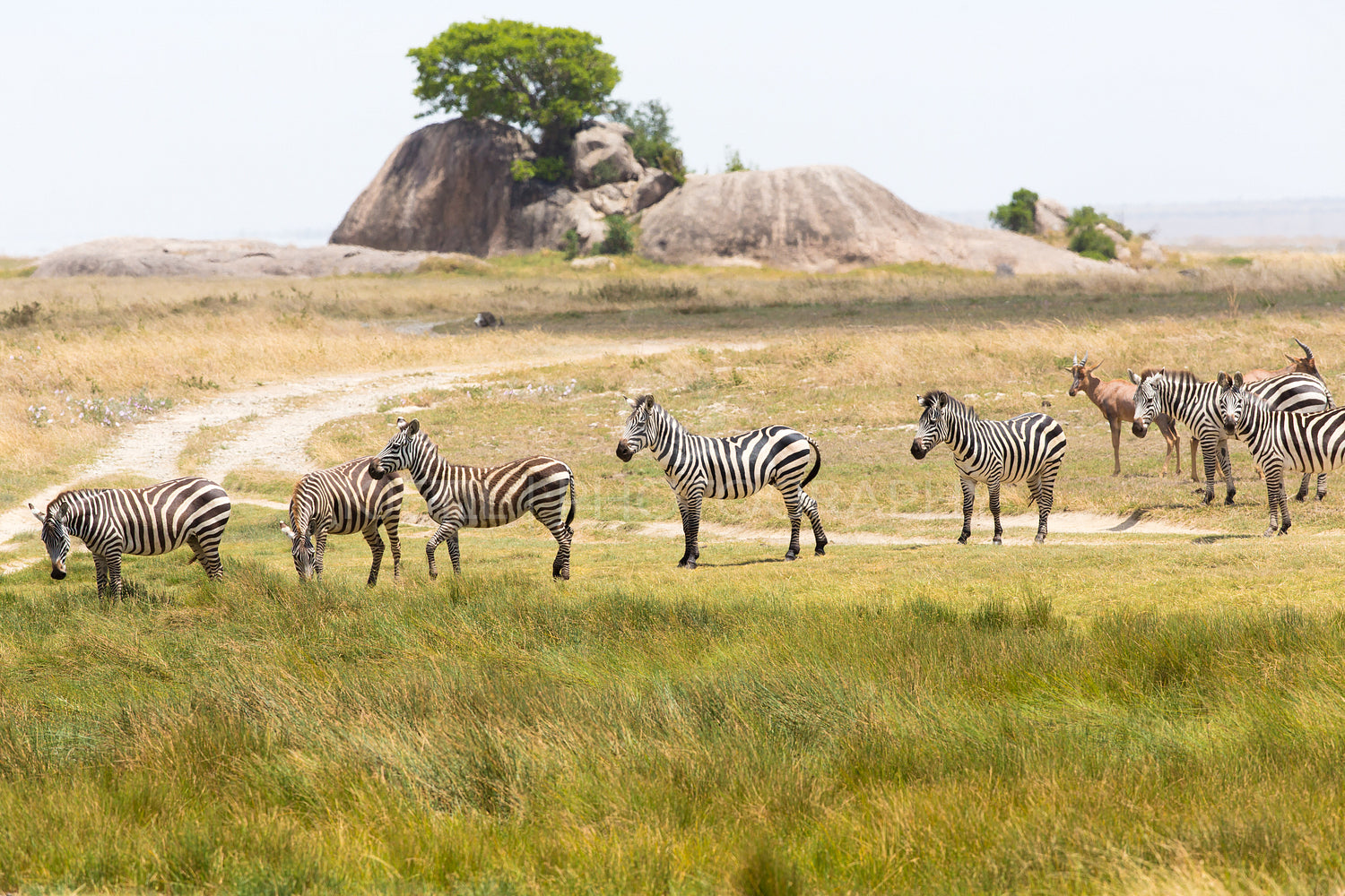 Zebras in Serengeti