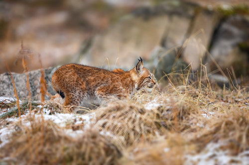 Focused eurasian lynx walking silent in the forest at early winter