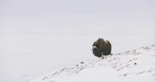 Large musk ox walking in heavy snow blizzard at winter