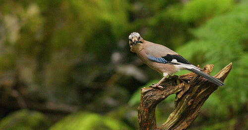 Eurasian jay bird standing on overturned tree and flying away