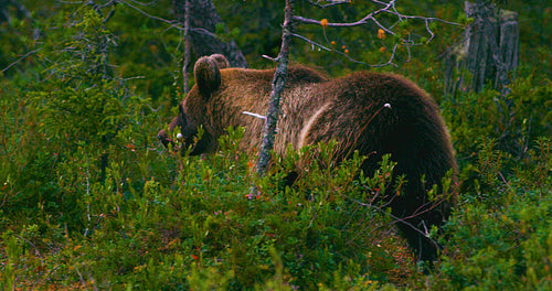 Young and playful brown bear cub running free in a swamp