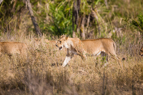 Pride of lions walking in Africa