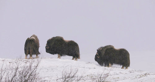 Three Musk Oxes in Dovre mountains in heavy snow blizzard at Dovre