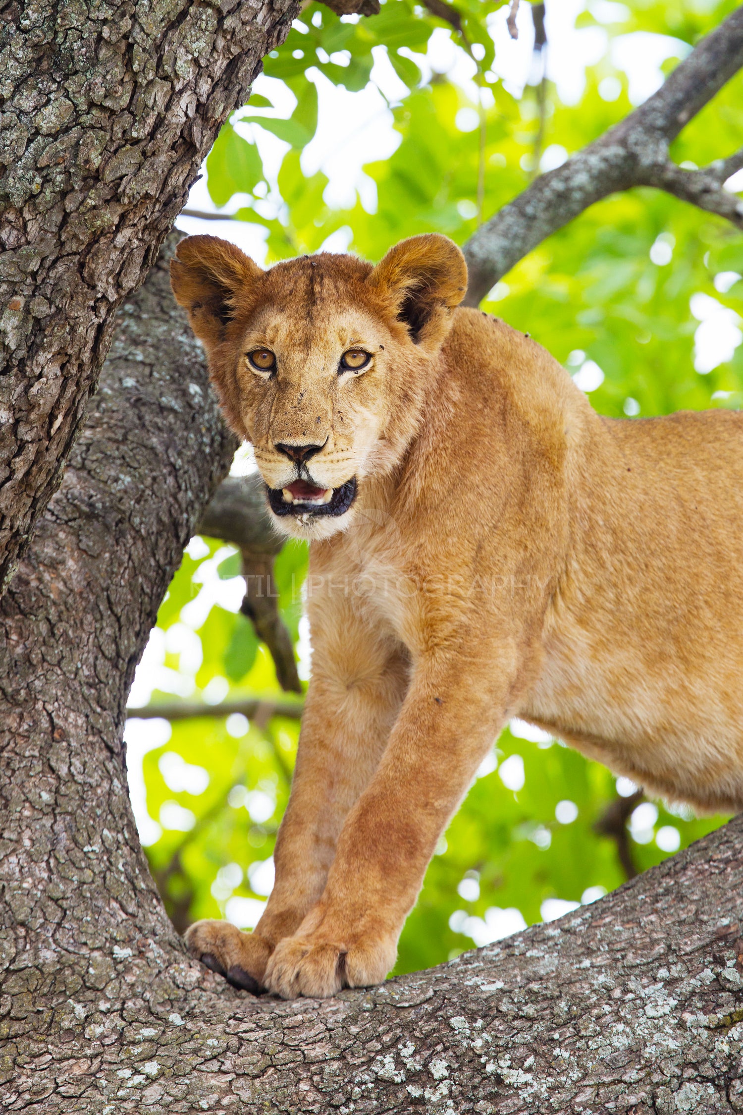 Lion in a Tree in Africa