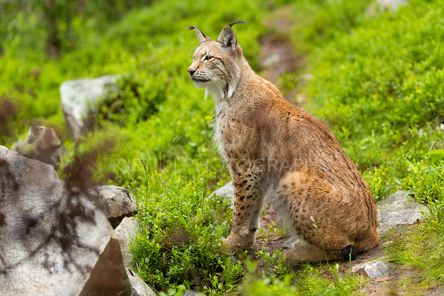 Majestic Eurasian lynx sitting on rocks in Nordic wilderness