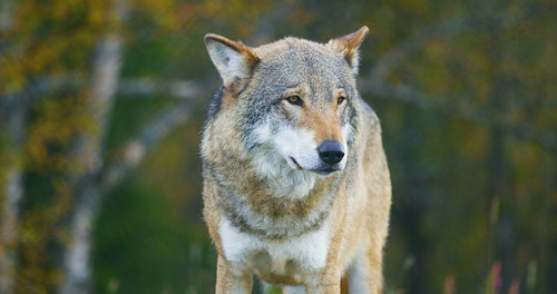 Large grey wolf smells after rivals and danger in the forest