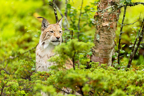 Eurasian lynx in natural habitat, camouflaged in forest greenery