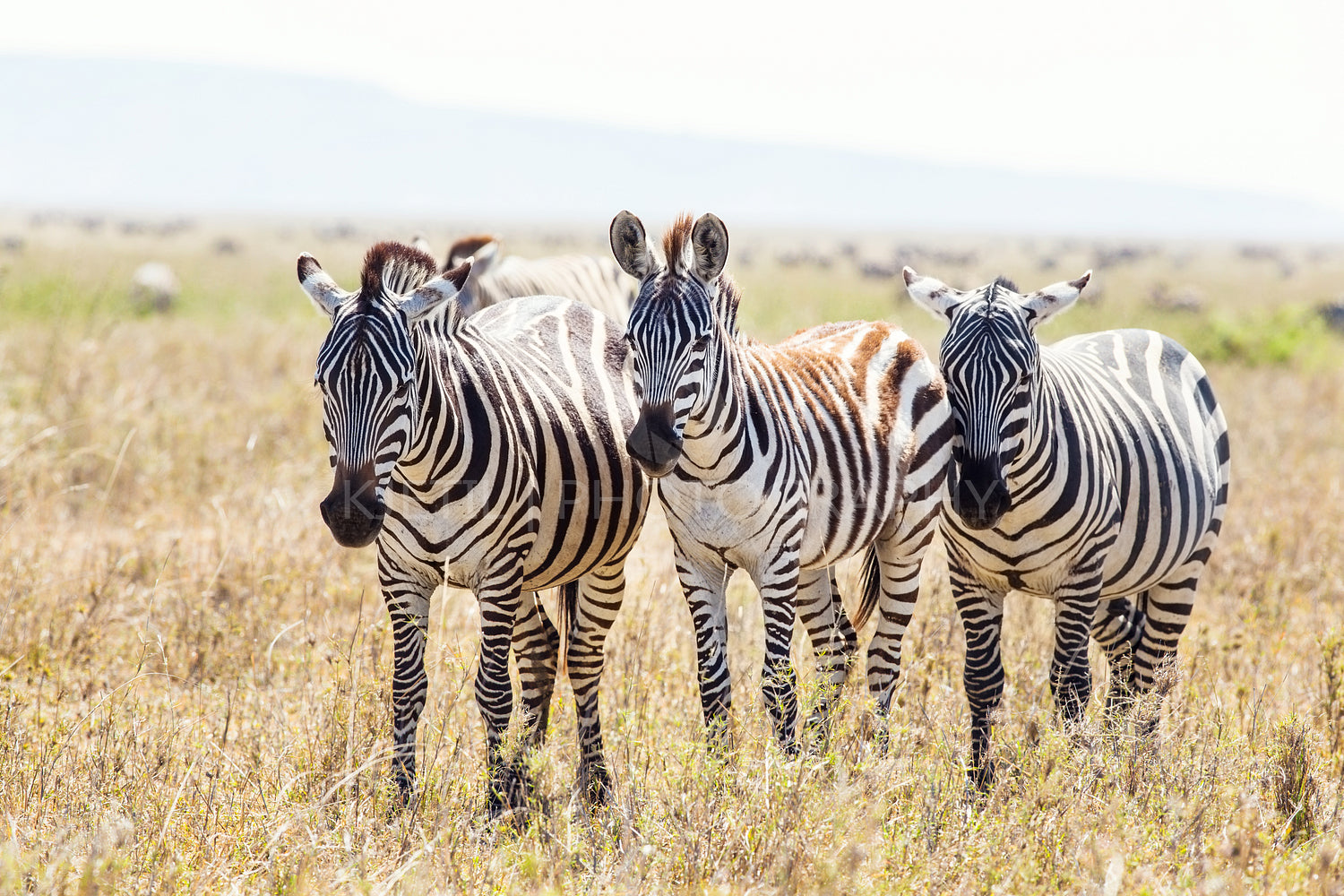 Three zebras