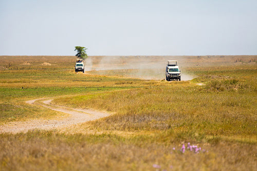 Safari jeeps navigating the vast grasslands of Tanzania on a wildlife adventure