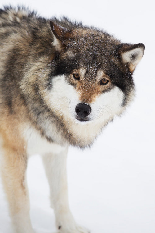 One Wolf Alone in the Snow