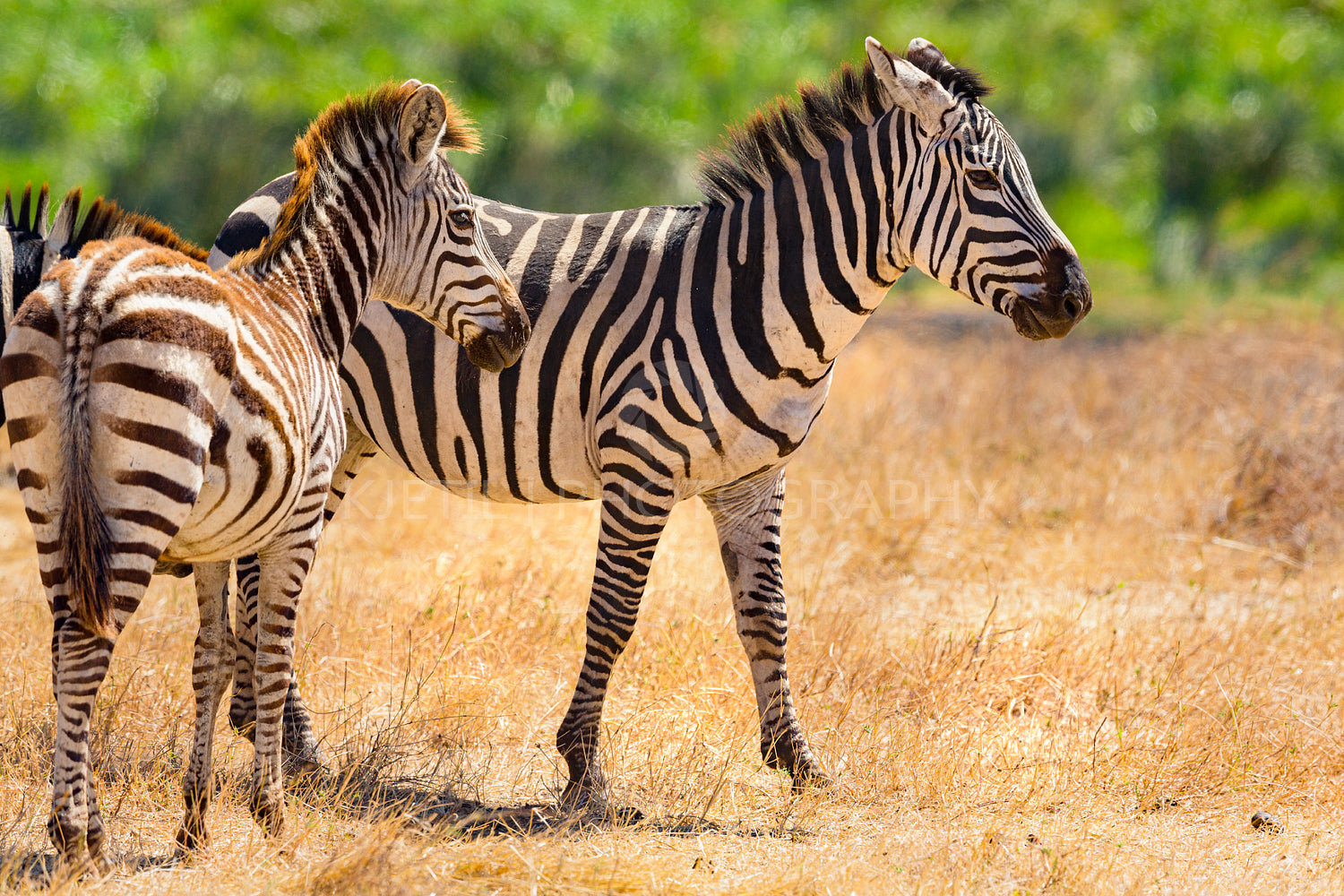 Beautiful zebras walking at the vast plains in Africa