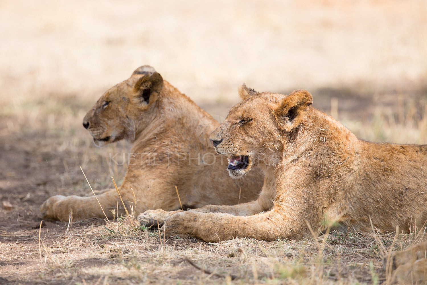 Two lions rests in the shadow