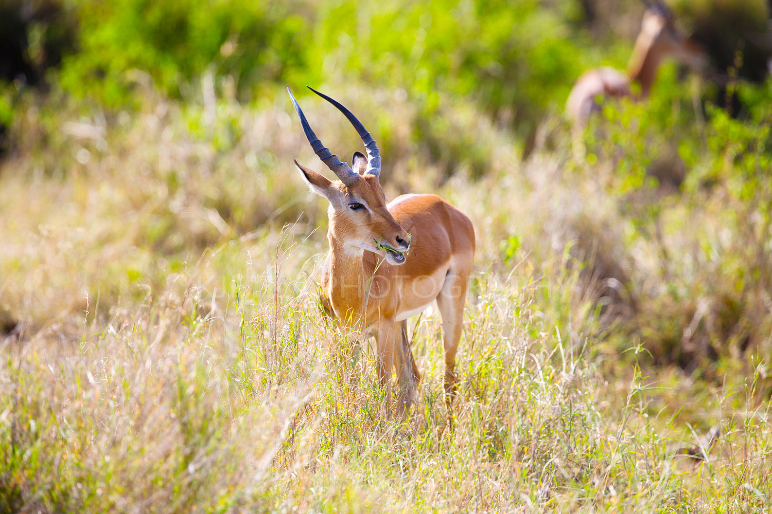 Gazelle eating in Serengeti Africa