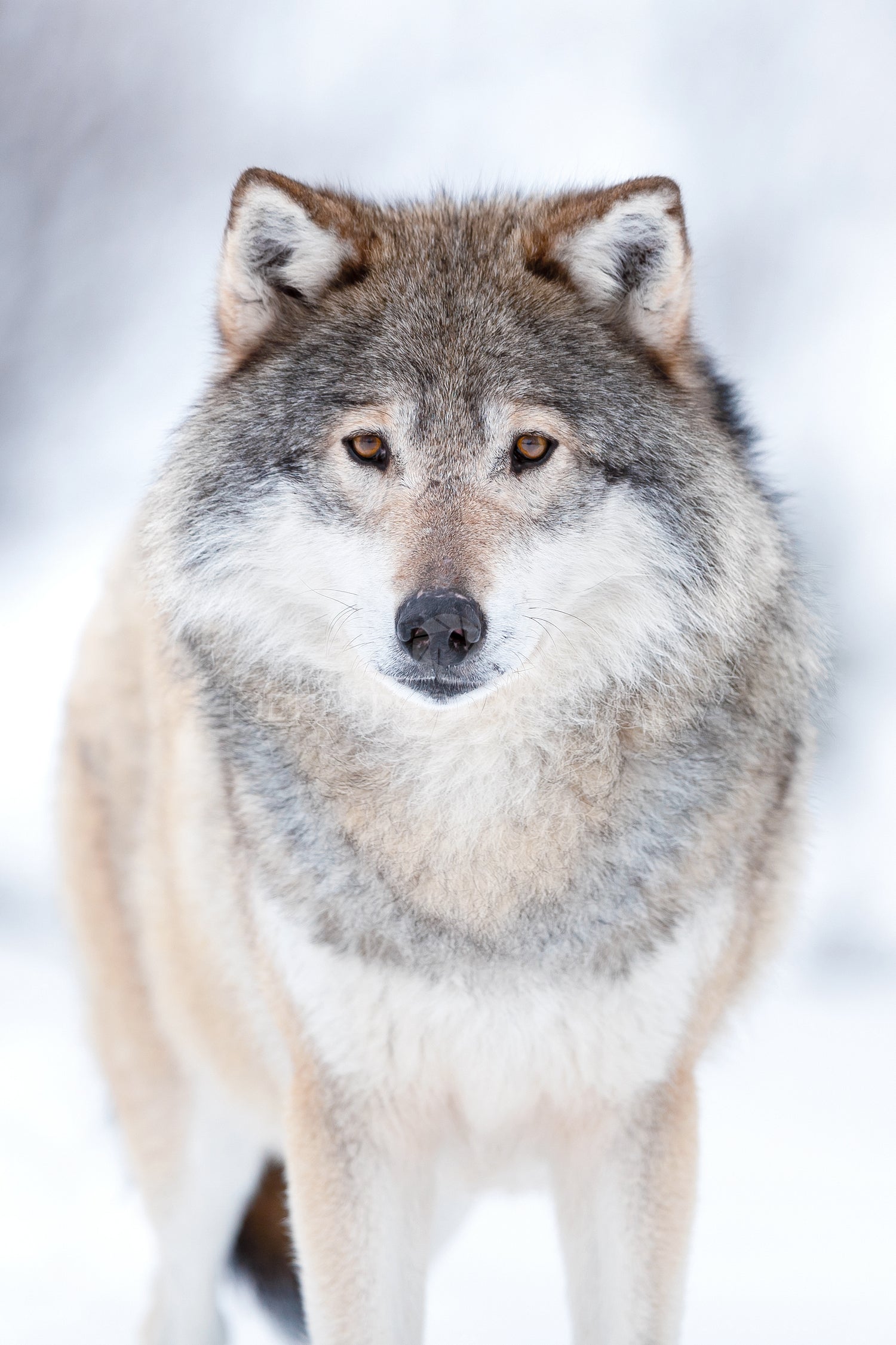 Eurasian wolf on field with snow during winter