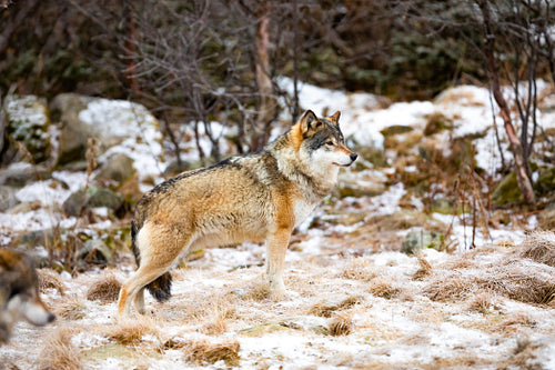 Magnificent alpha male wolf in pack standing in the forest