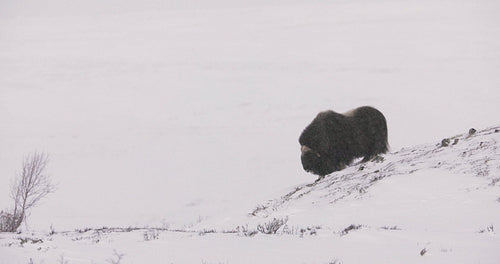 Large musk ox walking in heavy snow blizzard at winter