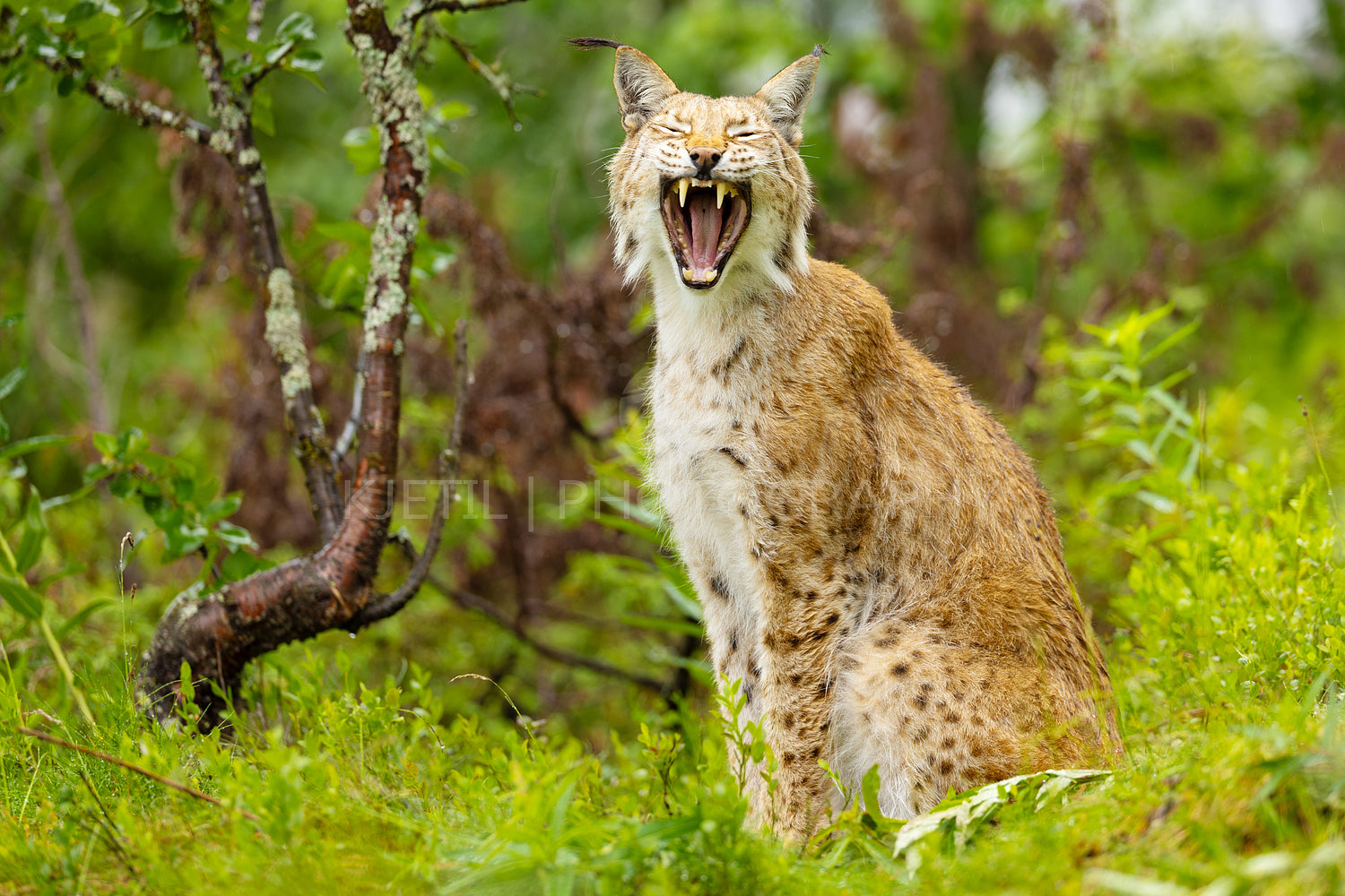 Wild Eurasian lynx yawning in natural forest habitat with green foliage