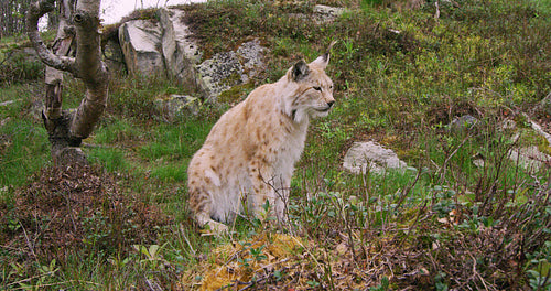 Close-up of a european lynx sits in the forest at summer