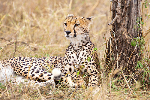 Majestic cheetah resting under a tree in Serengeti National Park