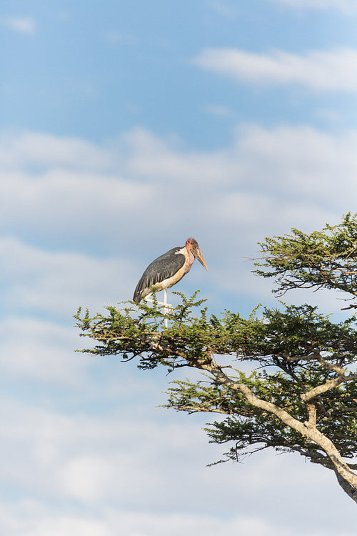 Stork in tree