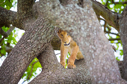 Cute young lion cub plays in tree