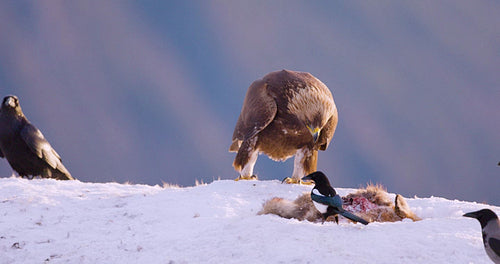 Majestic golden eagles in a winter landscape over the fjords of Telemark, Norway