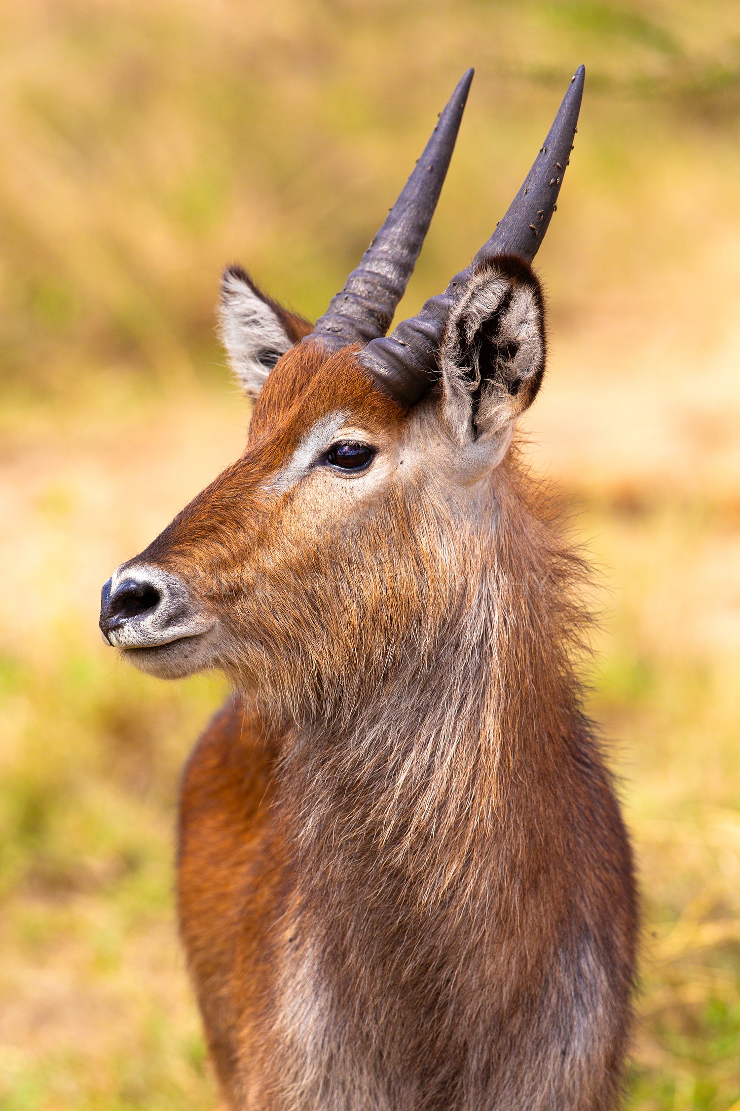 Graceful Antelope Portrait on African Safari