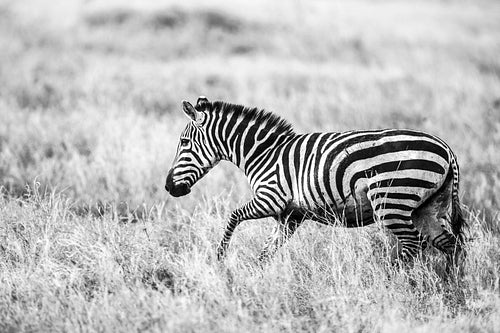 Running zebra at the great plains of Serengeti