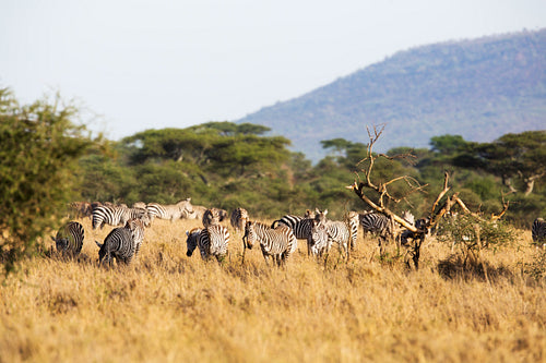 Zebra eating in Africa