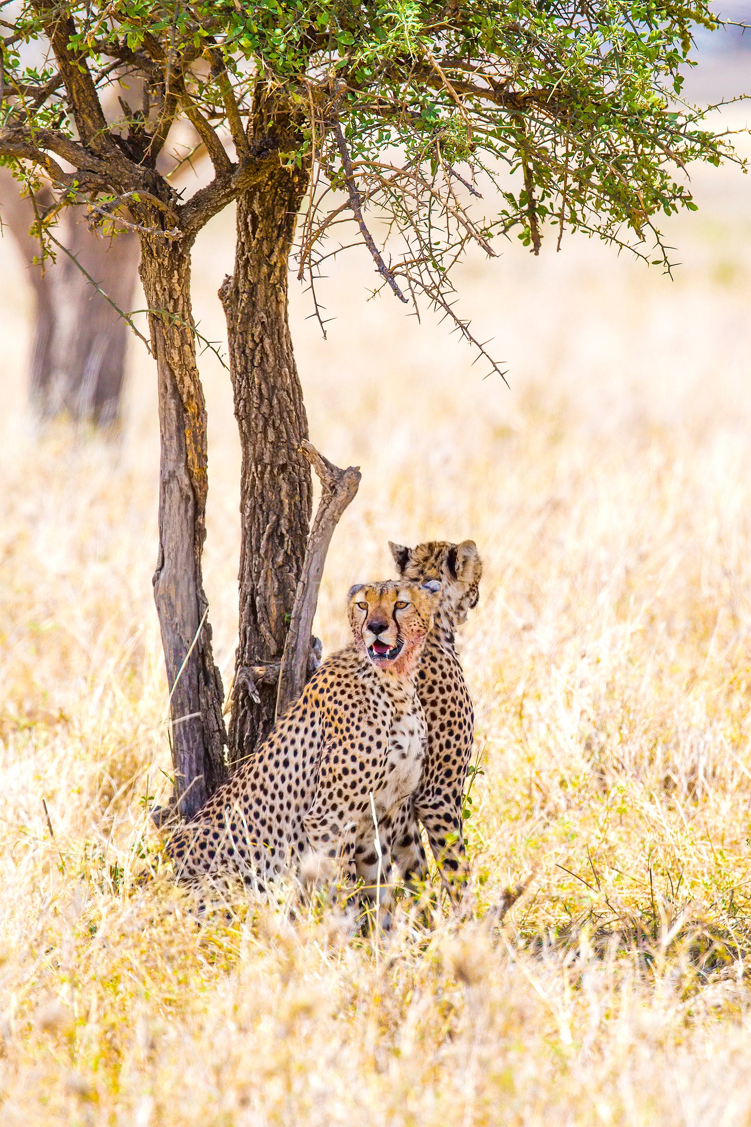 Two cheetahs rests under tree after meal in Serengeti