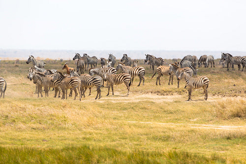 Zebras grazing in Tanzania