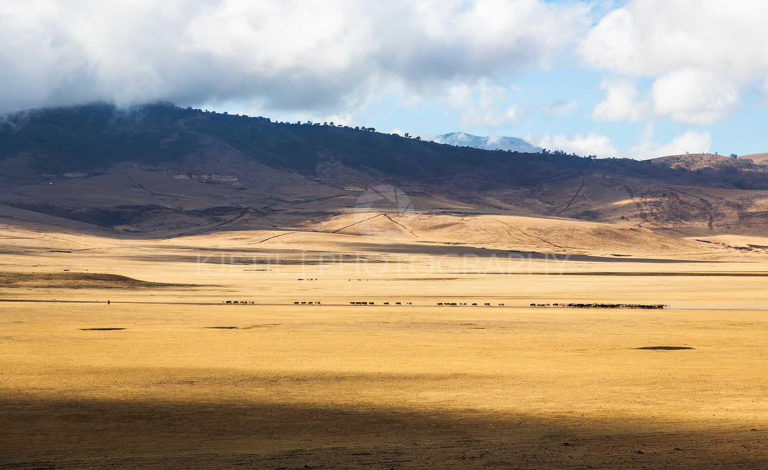 Maasai herding cattle in Ngorongoro