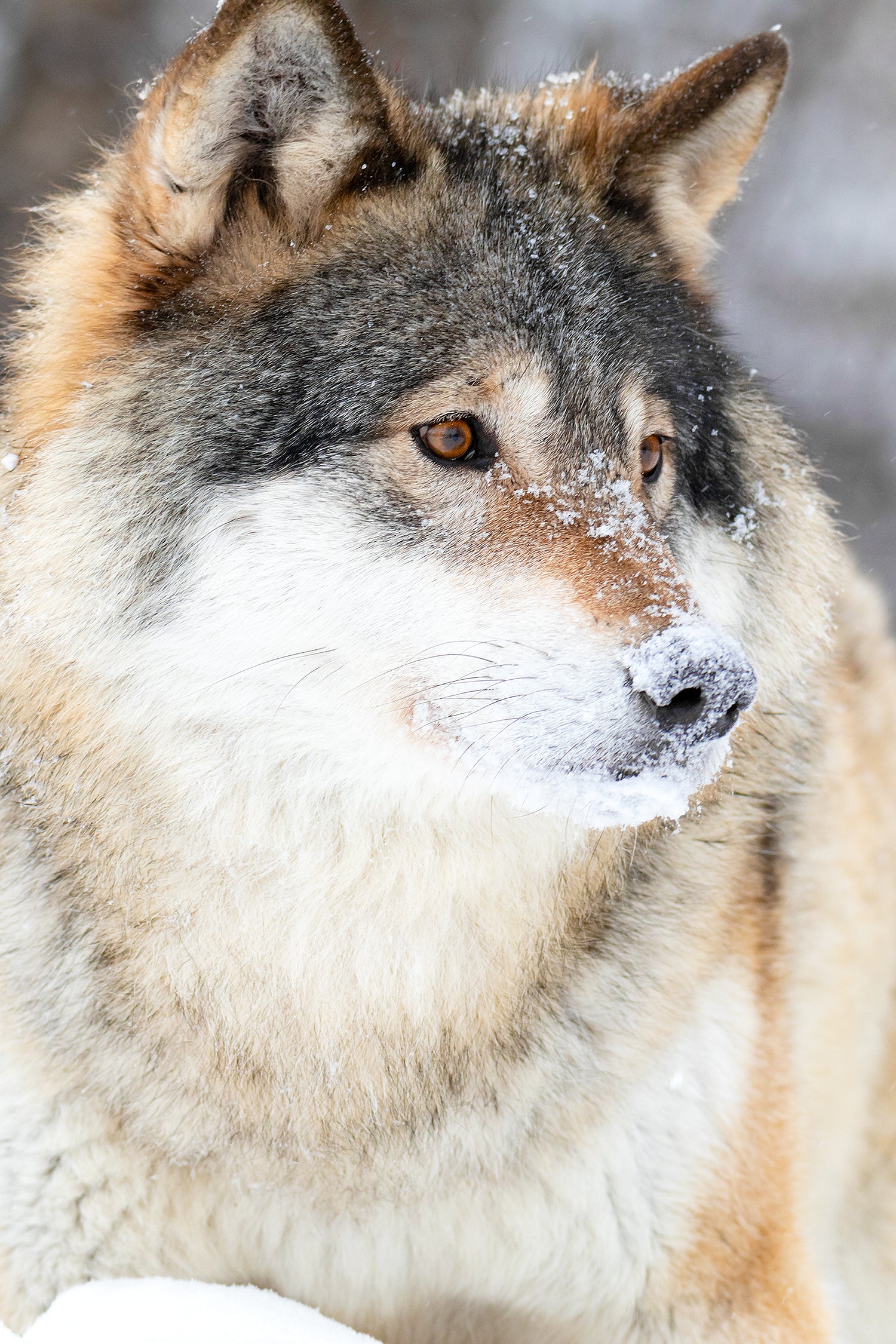 Close-up of wolf standing in beautiful and cold winter forest