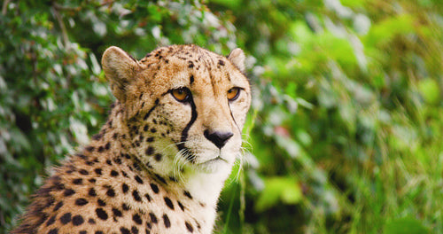 Close-up of cheetah against plants in forest