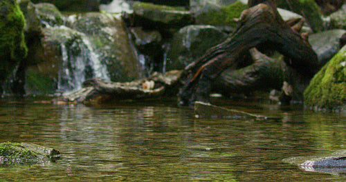 Red squirrel jump from rock to rock with a nut in the mouth