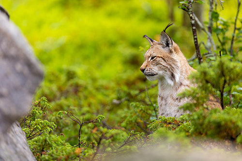 Eurasian lynx in a lush green forest, showcasing the beauty of Nordic wildlife