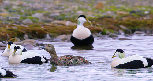 Common eider mating at the arctic sea