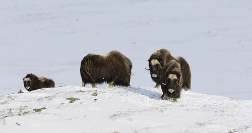 Musk Oxen In Dovre Norway