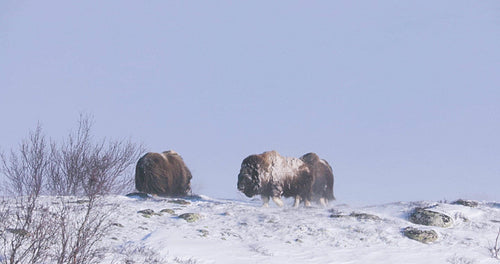 Musk Oxen Walking In Dovre