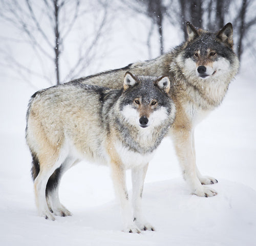 Three Wolves in the Snow