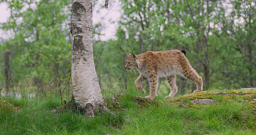 Cute young european lynx walking in the forest a summer evening