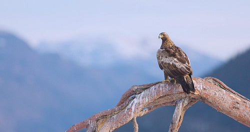 Golden eagle perched in a winter landscape over the fjords of Telemark, Norway