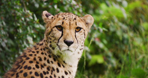 Close-up of cheetah against plants in forest