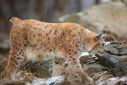 One large eurasian lynx walking in winter forest