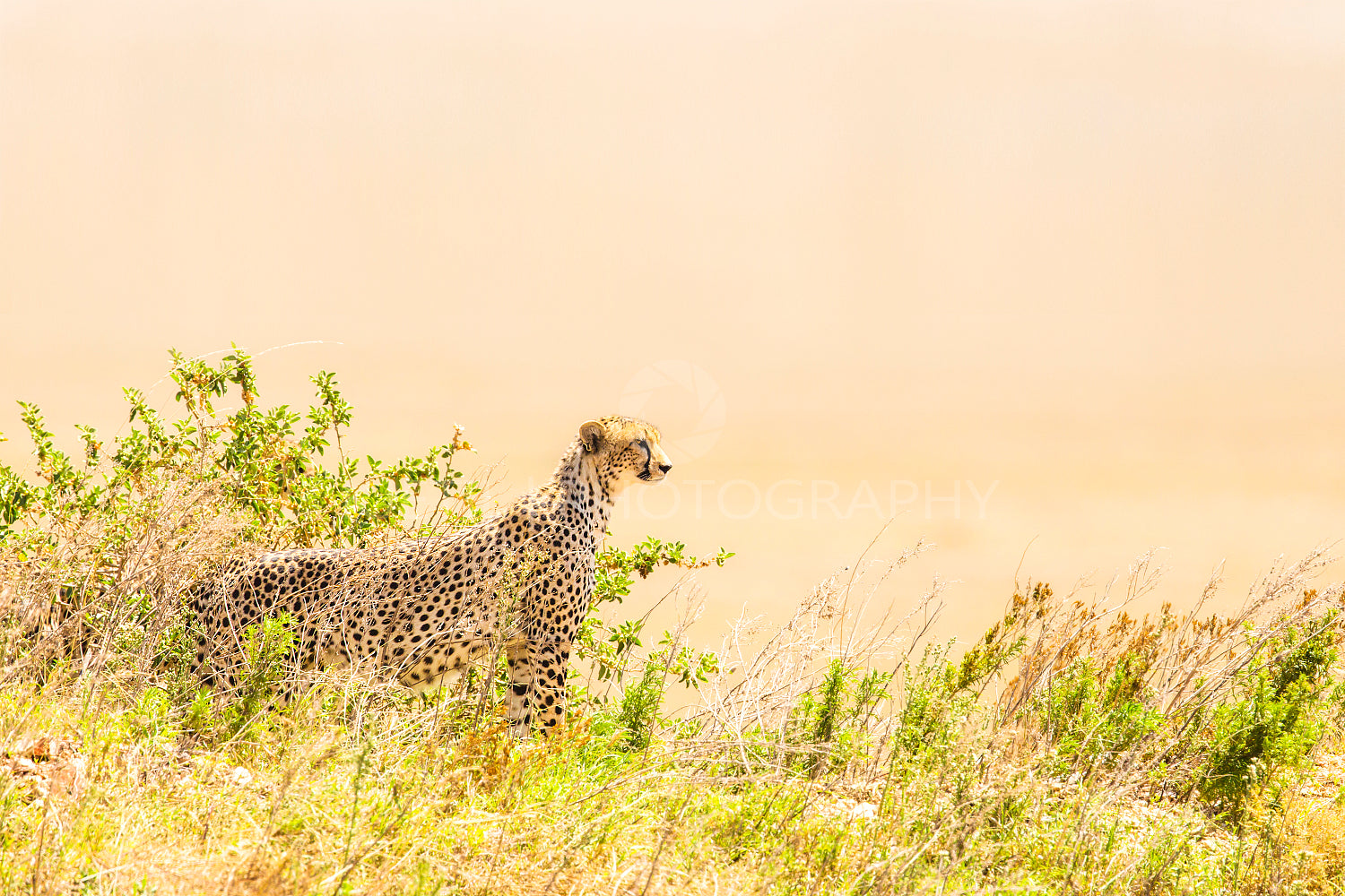 Cheetah look for prey in Serengeti